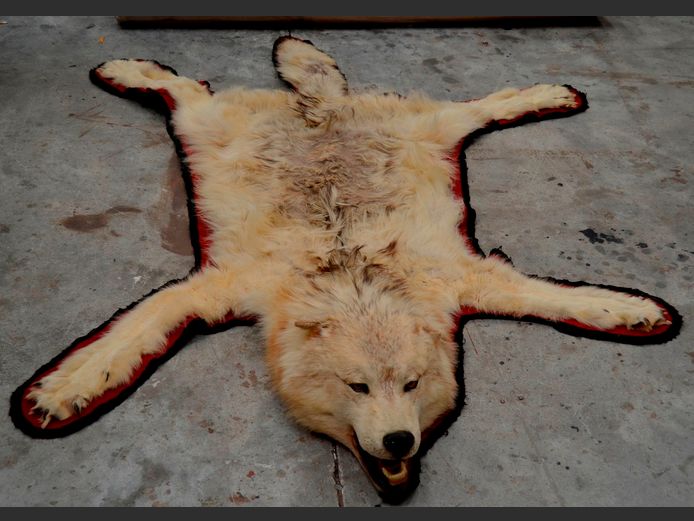ARCTIC WOLF PELT RUG, 190 x 150cm