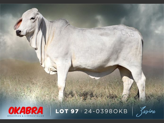 23-0398 OKB | OKABRA BRAHMAN
