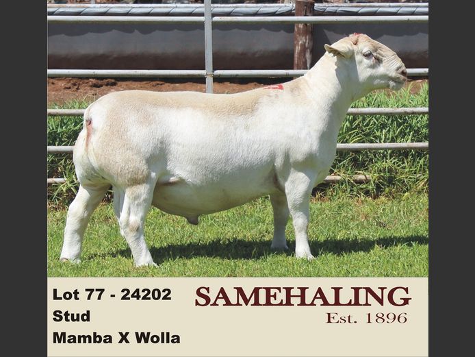 24202-331 | SAMEHALING  WIT DORPERS