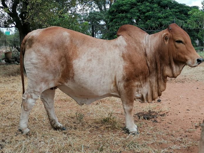 Commercial Animals | ZEBU BORANE