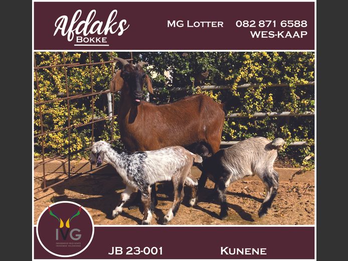 JB 23 - 001 | Afdaks Bokke, Mg Lotter -SA Goat Genetics