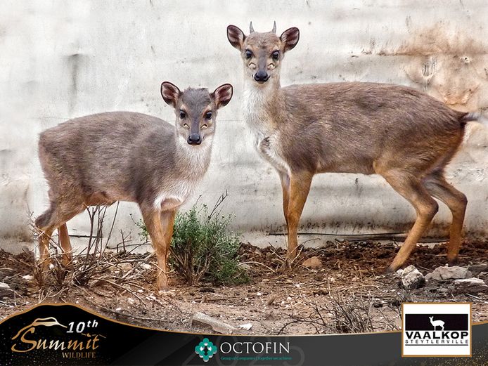 Blue Duiker Pair