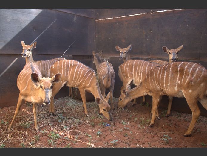 NJALA