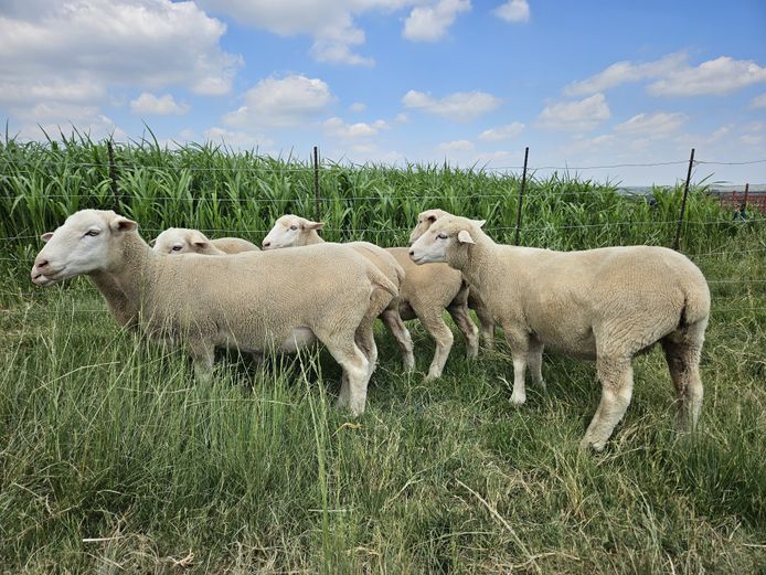 Commercial Animals | Hoogland Boerdery