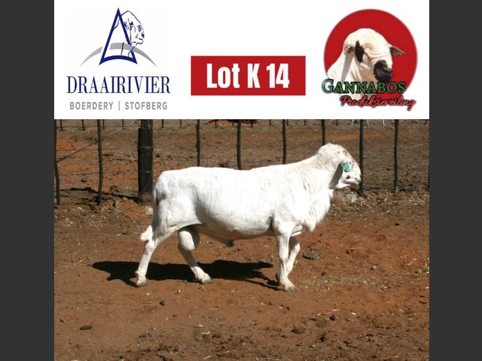 Commercial Ram | Draairivier Boerdery