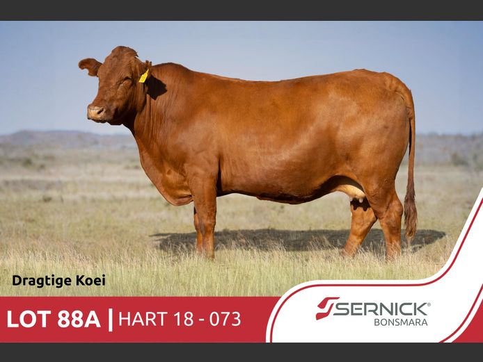 HART180073 | SERNICK BONSMARA STOET