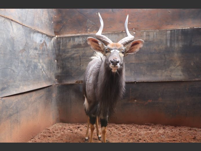 Njala Bul