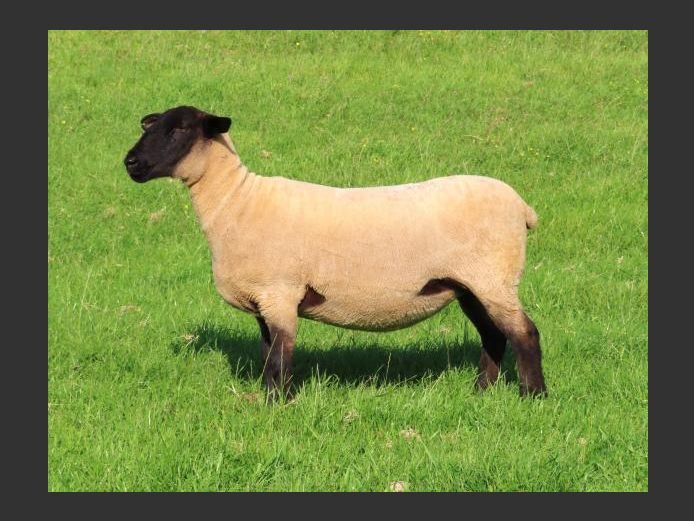 284240050 | OTTERKUIL BOERDERY