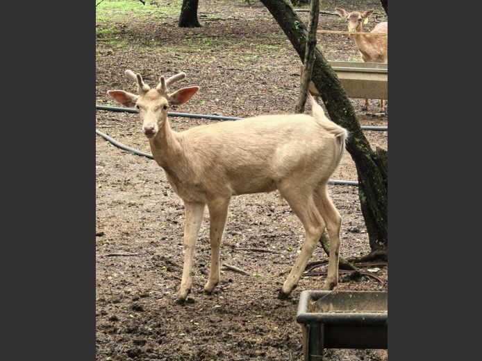 WHITE TAKBOK | EB WILD