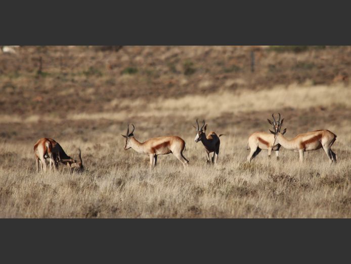Koper Springbok | Tuinplaas Wild (A Marais)