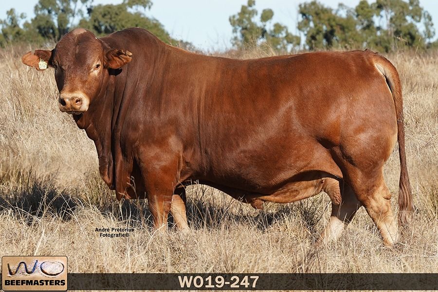 Lot 3 | NASIONALE BEEFMASTER VEILING | SwiftVEE | South Africa’s ...