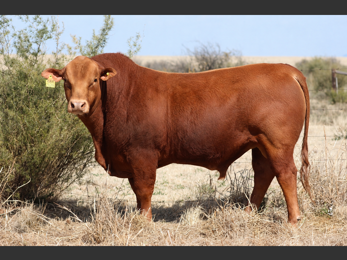 BBB23204 | TRIO B BOERDERY