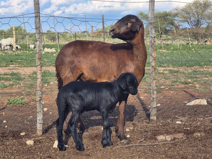 24-132 | DPJ JANSEN VAN VUUREN