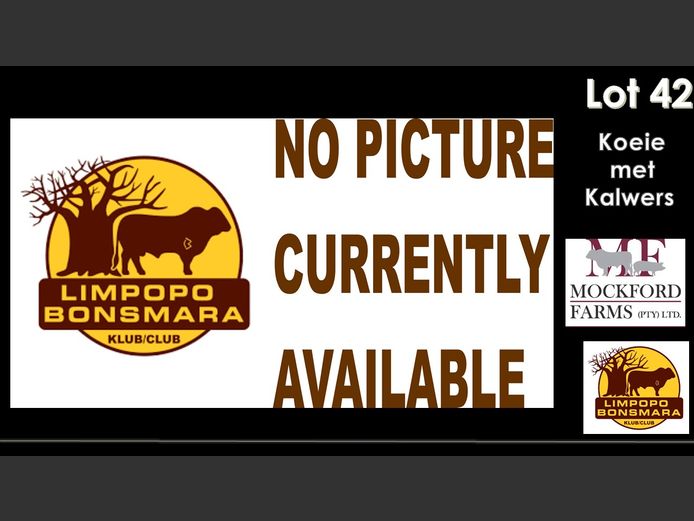 Commercial Animals | Mockford Farms
