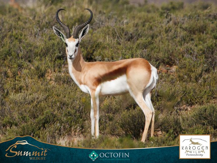 18" SPRINGBOK RAM