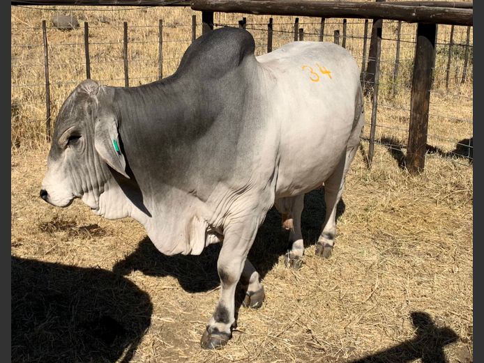 OSTERLOH BRAHMAN OBS1689