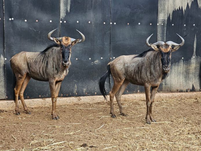 BLUE WILDEBEEST | MABALINGWE