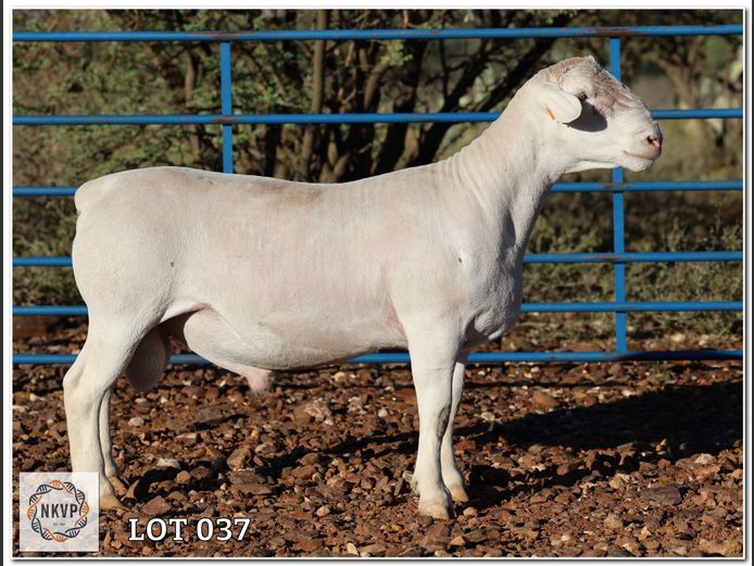 2310 24 0191W | J.J. HUMAN