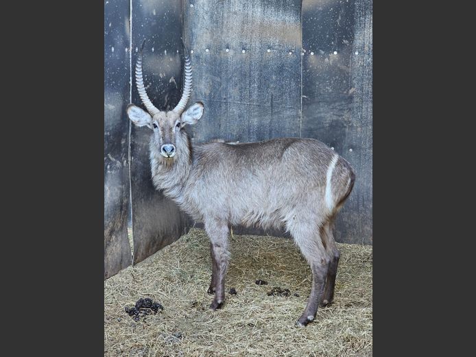 WATERBUCK | J.J VAN HEERDEN