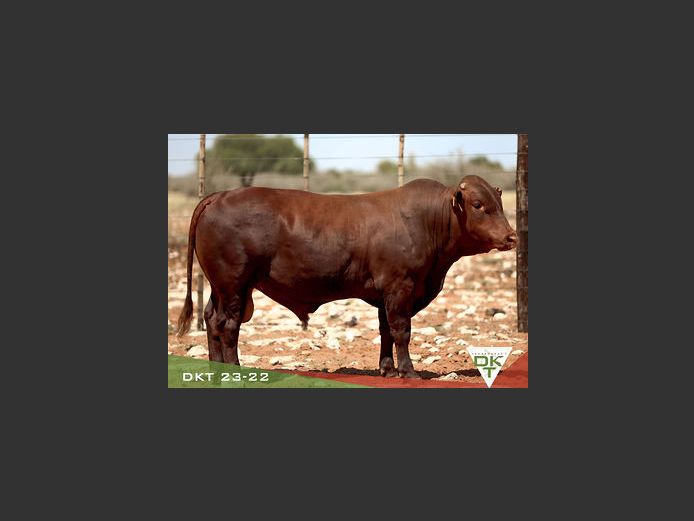 DKT 230022 | DKT BONSMARA