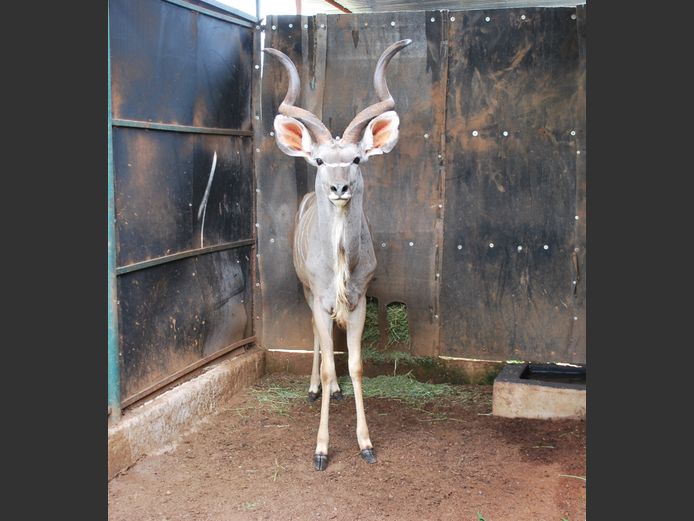 KUDU | Kolobe Safari’s