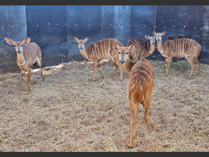 NYALA | KOLOBE WILDLIFE