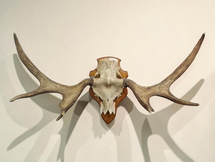 Vintage European Moose Antler Skull Mount