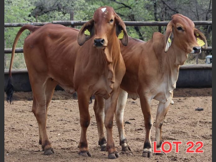 RED BRAHMAN - HEIFER