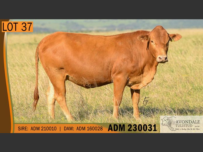 ADM 230031 | A.D. MULLINS