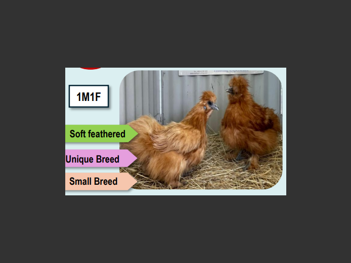 BROWN SILKIE | ANNUAL MYTILUS AND ELOFF