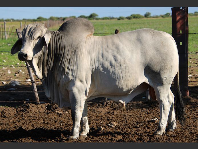 22-0061KG | MAKALANI BRAHMAN