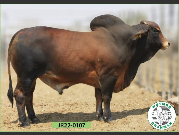 22-0107JR | WETMER BRAHMANE
