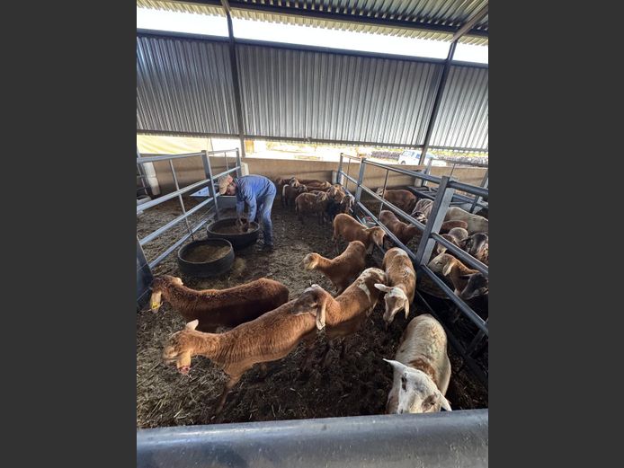 MEATMASTER | LOUMA BOERDERY