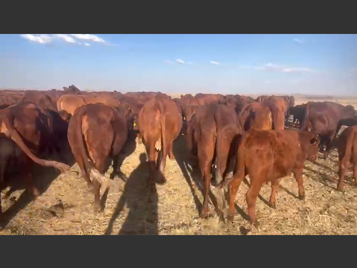 Weaners 