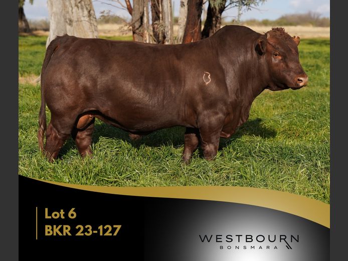 BKR 230127 | WESTBOURN BONSMARAS