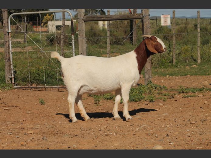25-160 | Middelwater Boerbokke
