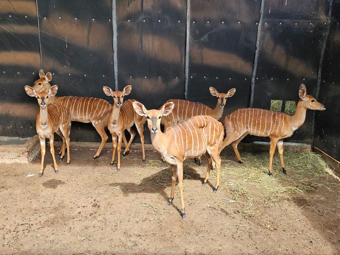 NYALA | 5 x BIRKEN VERV & 1 x AMATHANDA