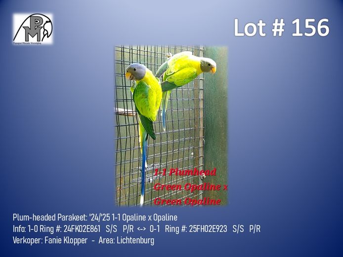1-1 '24/'25 Plum-headed Parakeet: Opaline x Opaline - Fanie Klopper