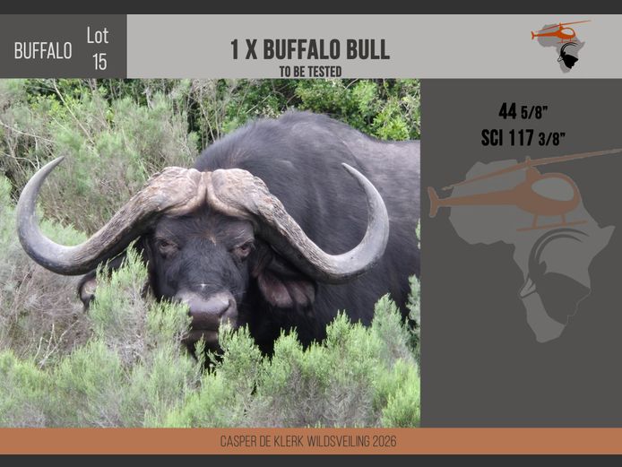 Buffalo – 44 5/8" SCI 117 3/8"