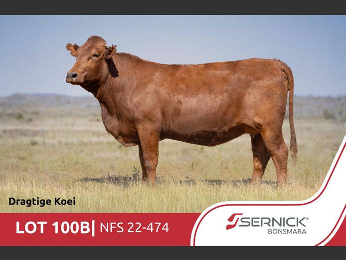NFS 220474 | SERNICK BONSMARA STOET
