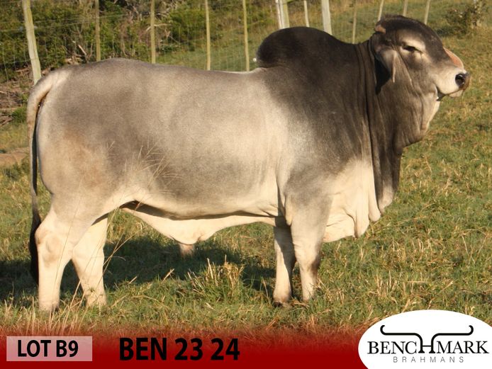 BEN2324 | NO 8 CATTLE COMPANY (PTY) LTD