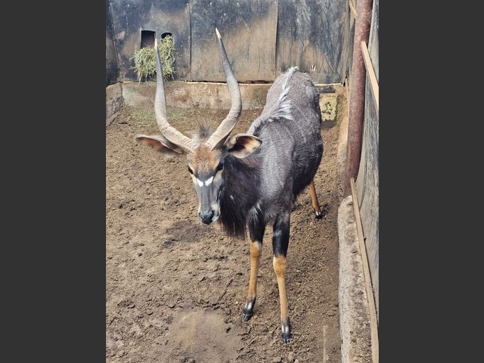 NYALA (no vat) | EB WILD