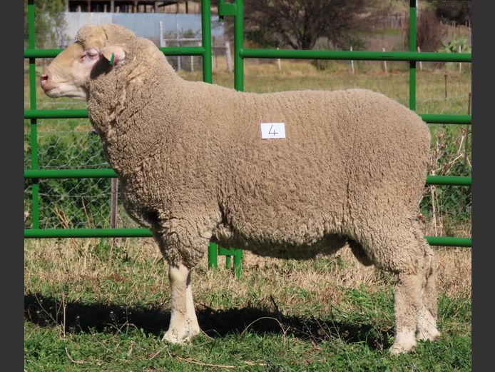 149 | Rooipoort Poenskop Merinos