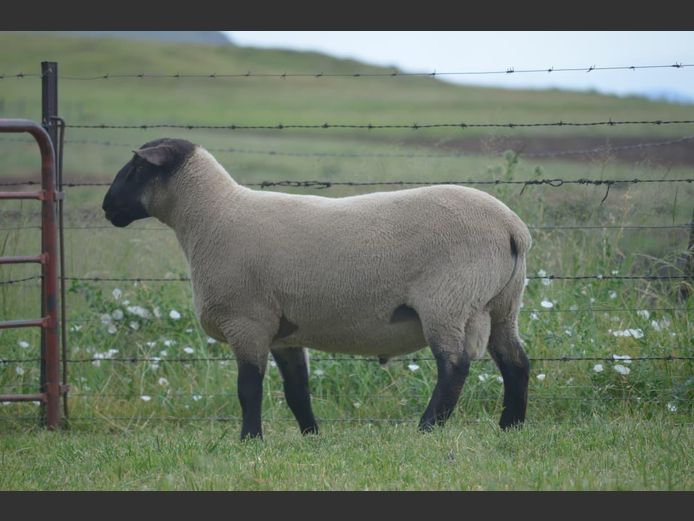 301 24-168 | TWEESEUNS