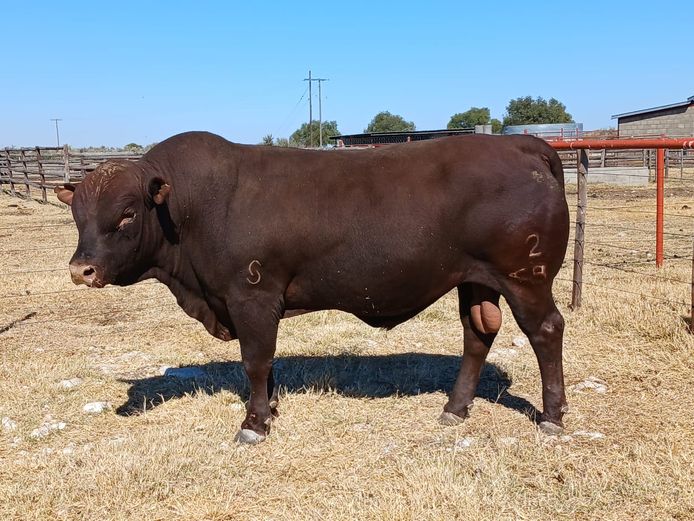 AB 220065 | CCR BEEF (PTY) LTD