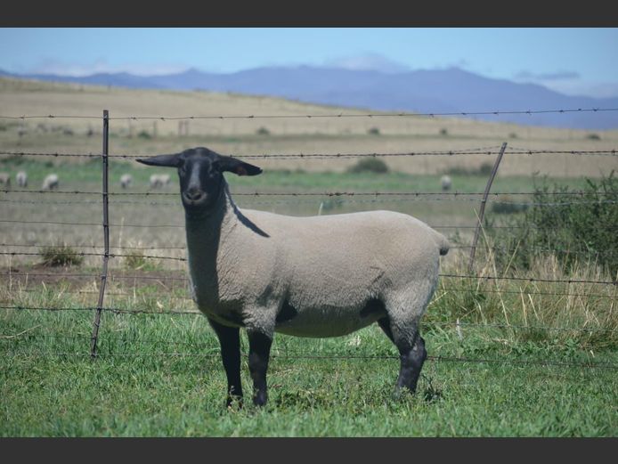 301 240265 | TWEESEUNS