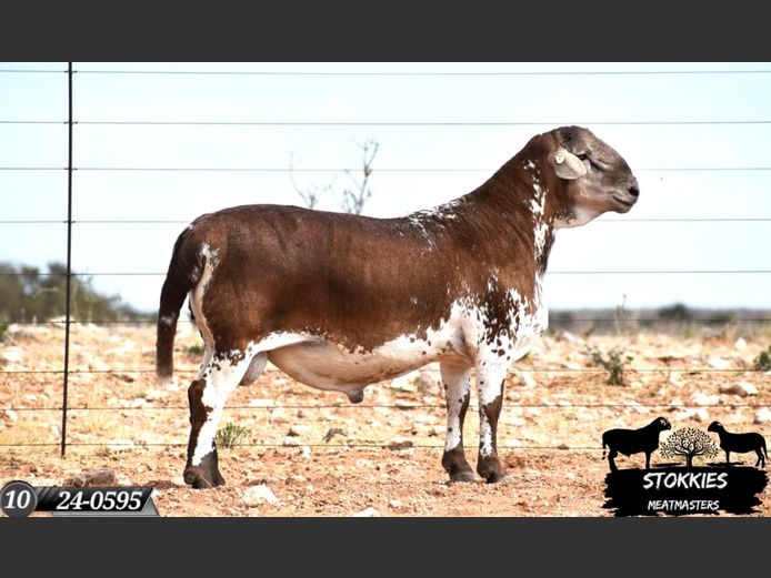 HWH24-0595 | Stokkies Meatmasters