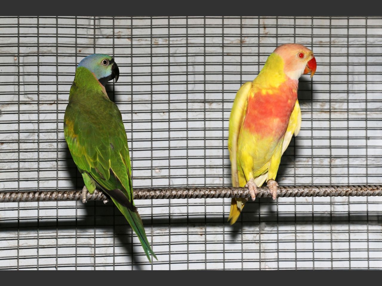 images