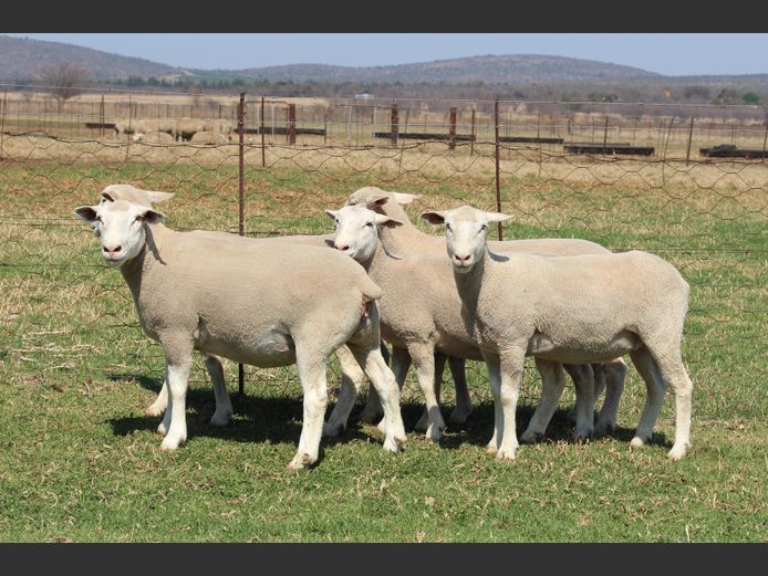 Commercial Animals | Thaba Kwena Dormers
