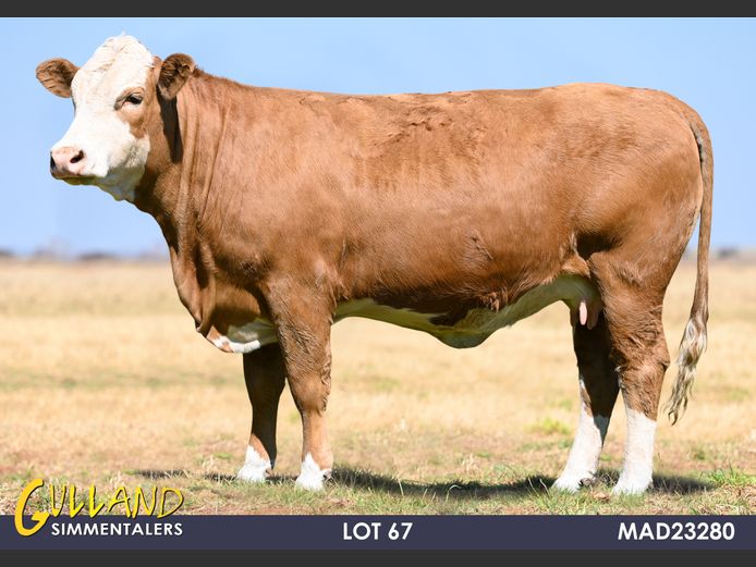 MAD23280 | MG DE JAGER